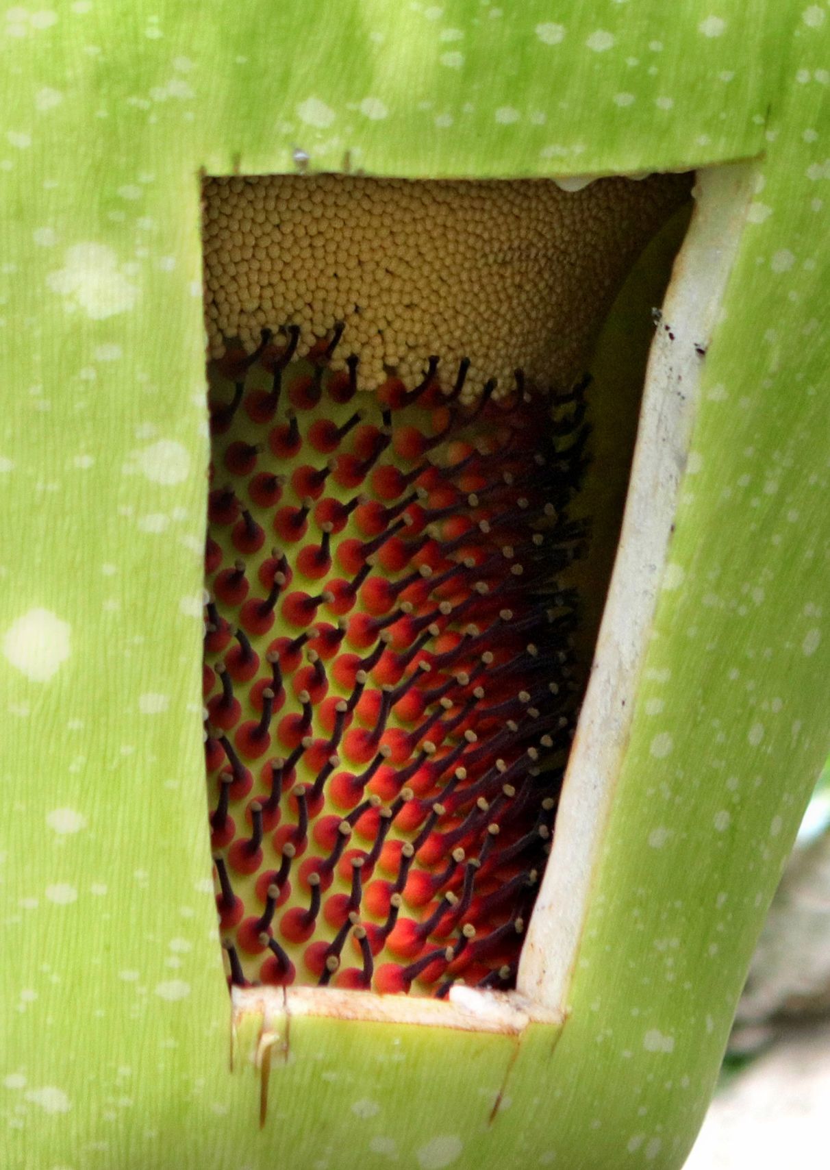 Corpse flower at MoBot will not bloom